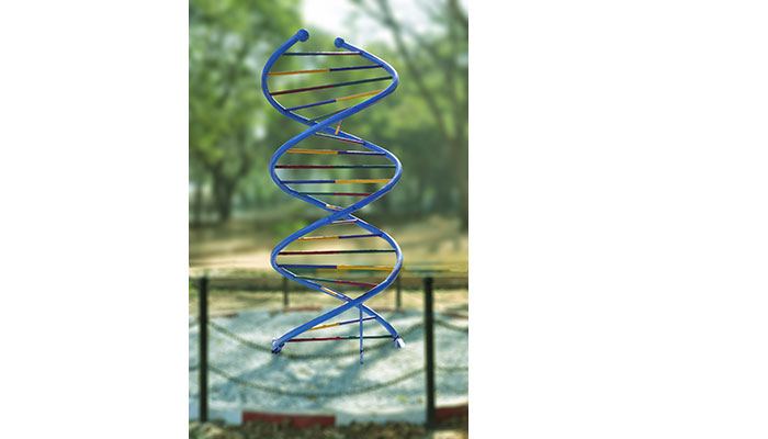 DNA Model